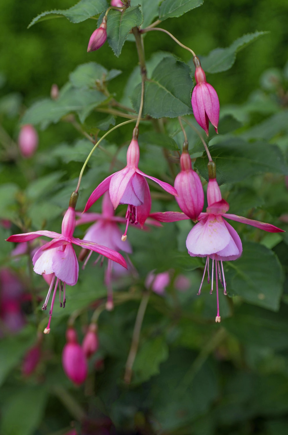 Halb hängende Fuchsien im Garten pflanzen