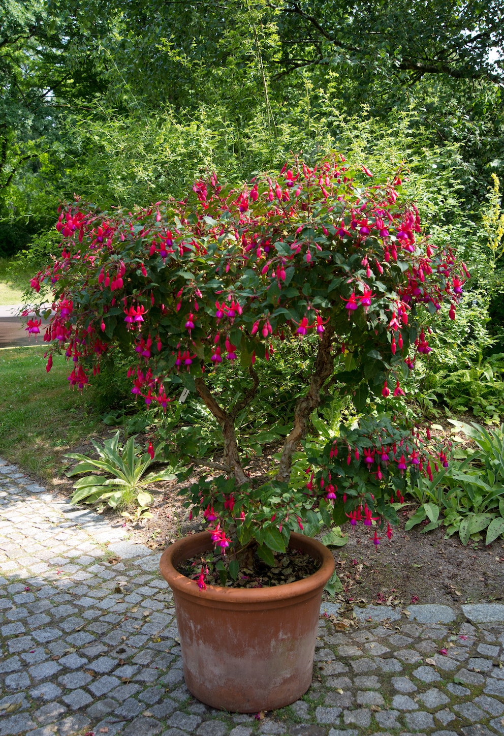 Fuchsien gibt es in verschiedenen Sorten und Farben