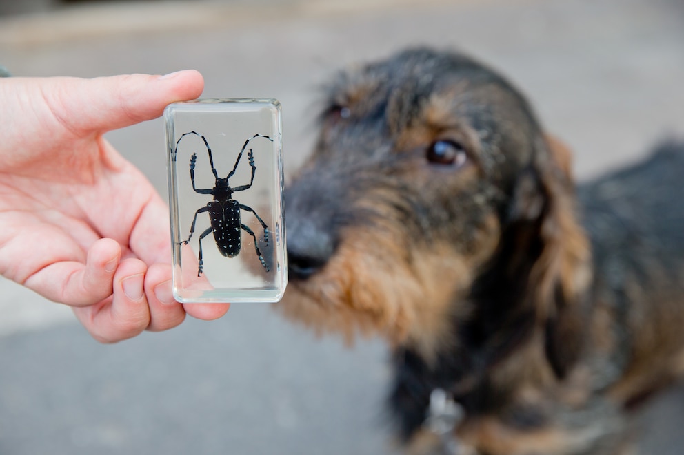 Laubholzbockkäfer: Ein Spürhund wird gegen den Schädling trainiert