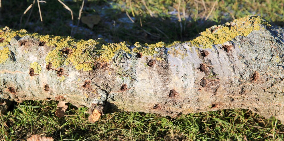 Laubholzbockkäfer: Der Stamm einer Pappel mit vielen Bohrlöchern des Laubholzbockkäfers