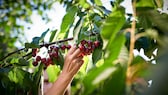 Schnitt bei Süßkirschen – wie man den Baum richtig beschneidet