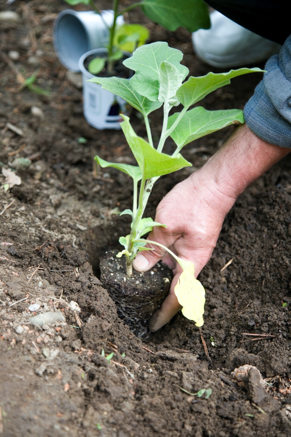 Aubergine: Eine Jungpflanze der Aubergine wird in das Gartenbeet gesetzt