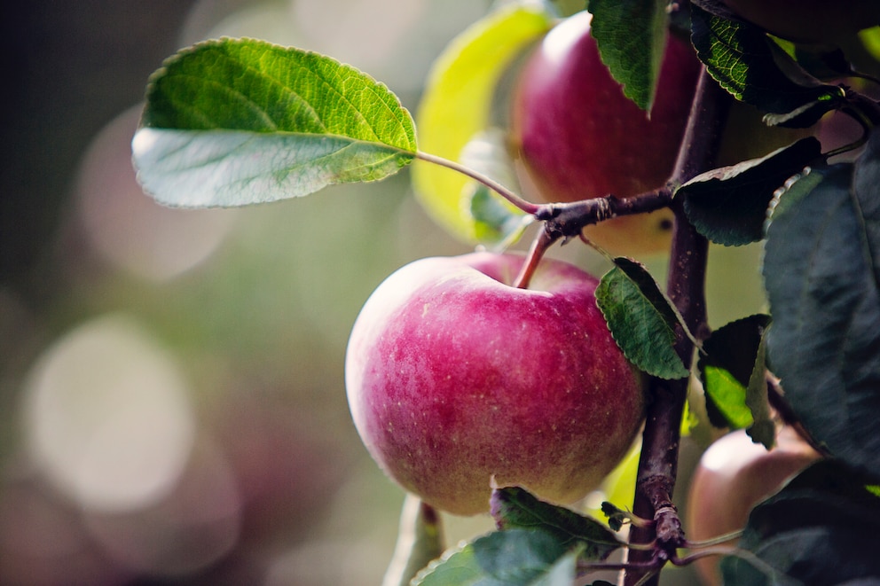 Ob Äpfel erntereif sind, lässt sich mit einem Trick herausfinden