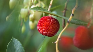 Erdbeerbaum Früchte