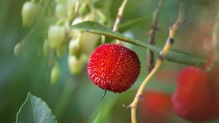 Erdbeerbaum Früchte