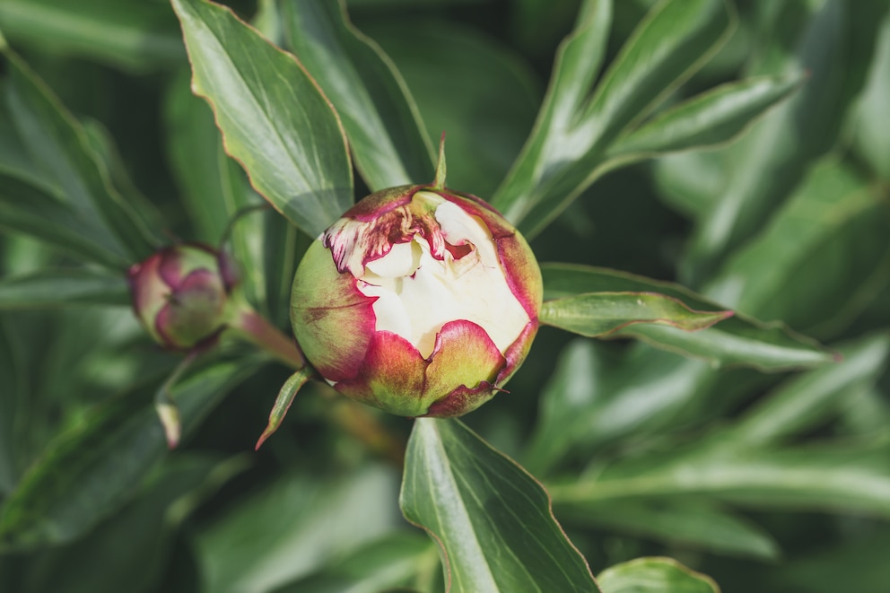 Wer Pfingstrosen falsch pflegt, kann ihre Blüte verhindern