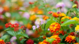 Wandelröschen auf dem Balkon und im Garten anpflanzen und pflegen