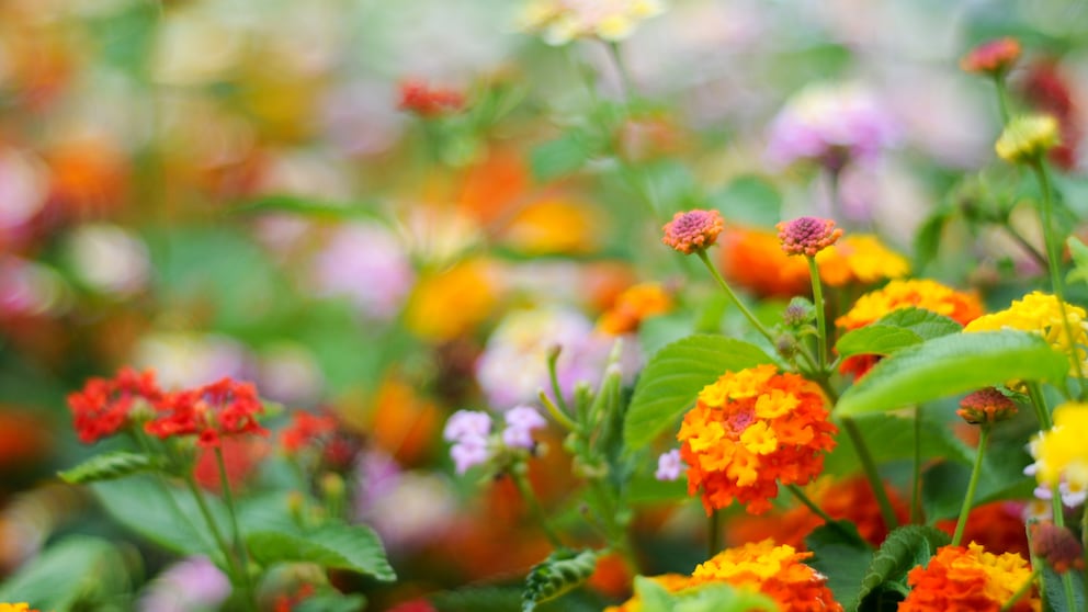 Wandelröschen auf dem Balkon und im Garten anpflanzen und pflegen