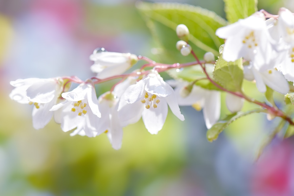 Deutzien im Garten anpflanzen