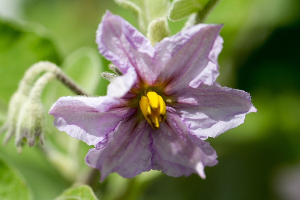 Aubergine: Die Blüte der Aubergine ist violett