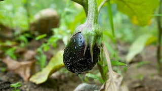 Aubergine: Aubergine mit Frucht wächst im Beet