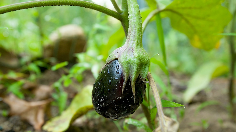 Aubergine: Aubergine mit Frucht wächst im Beet