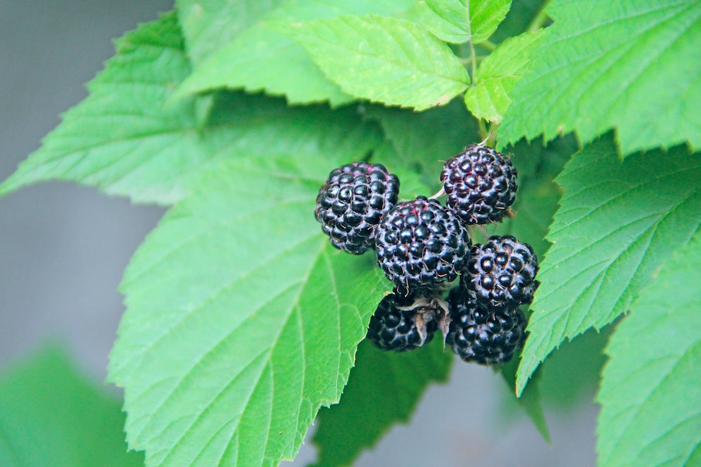 Brombeeren pflücken – so macht man es richtig