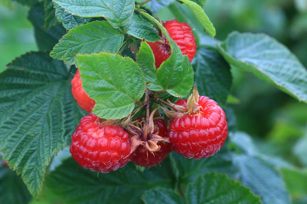 Himbeeren richtig vom Strauch pflücken