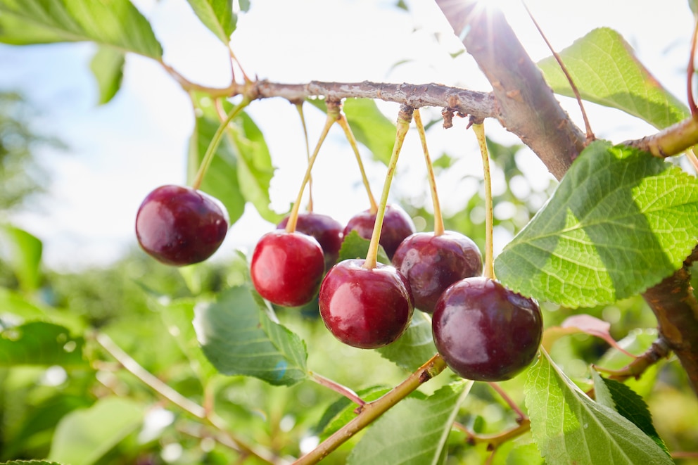 Wie man Kirschen richtig vom Obstbaum pflücken sollte