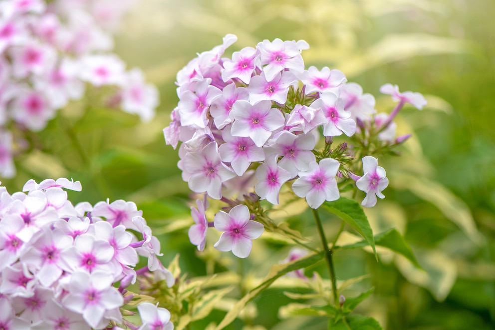 Phlox eignet sich für sonnige Standorte im Garten