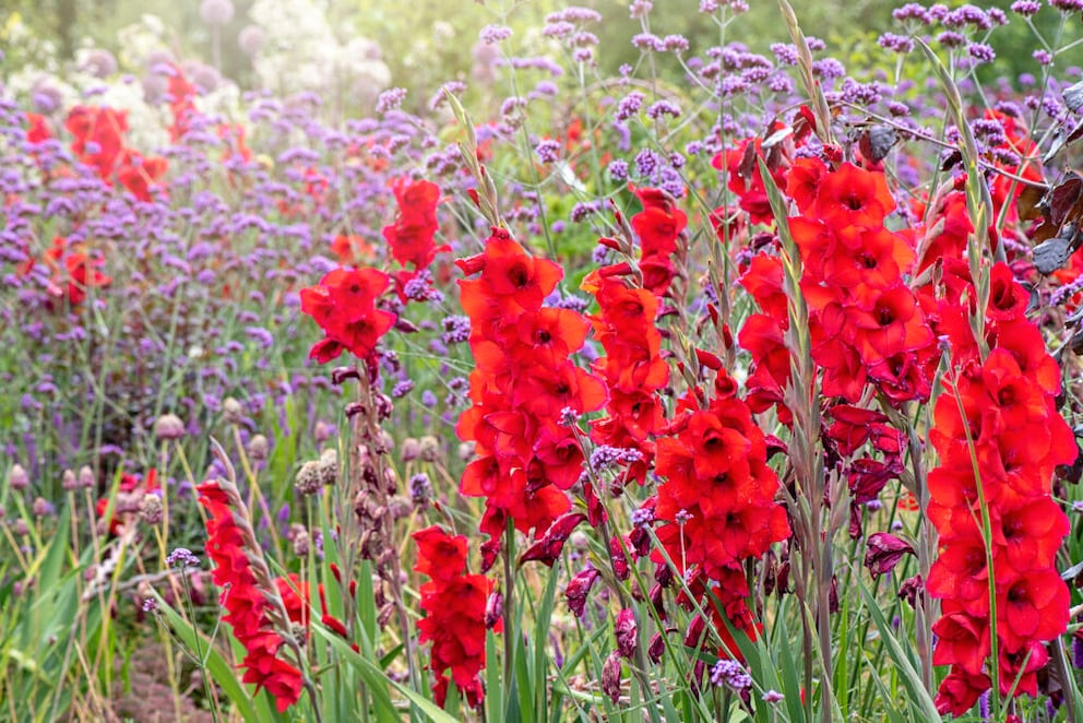 Gladiolus need a sunny spot in the garden
