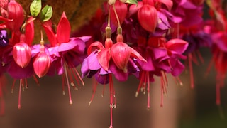 Üppig blühende Fuchsie im Garten pflegen – so geht‘s