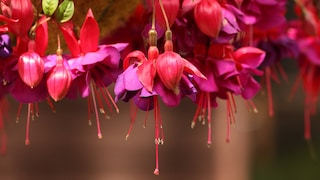 Üppig blühende Fuchsie im Garten pflegen – so geht‘s