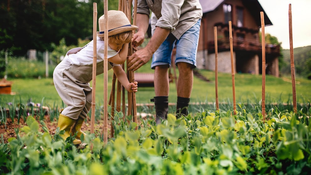 Erbsen im Garten anbauen und ernten – Tipps zur Pflege