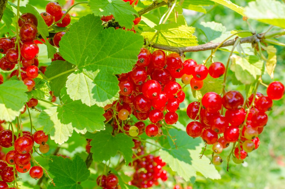 Johannisbeeren richtig ernten – so geht‘s