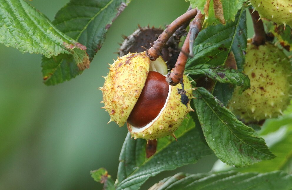 Ein Kastanienbaum kann lästige Fliegetiere abwehren