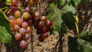 Weinreben mit roten Weintrauben im Garten