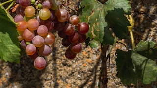 Weinreben mit roten Weintrauben im Garten