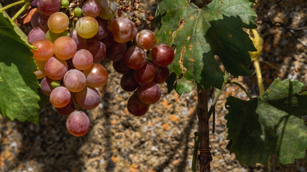 Weinreben mit roten Weintrauben im Garten