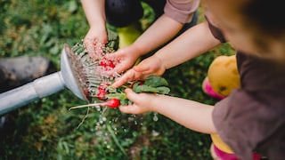Radieschen im Garten pflanzen, pflegen und ernten