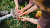 Radieschen im Garten pflanzen, pflegen und ernten