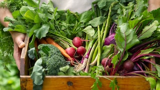 Gewisse Gemüsearten lassen sich selbst für Anfänger leicht anbauen.