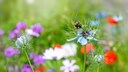 Eine Biene sitzt auf Wiesenblumen mit Blüten