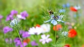 Eine Biene sitzt auf Wiesenblumen mit Blüten