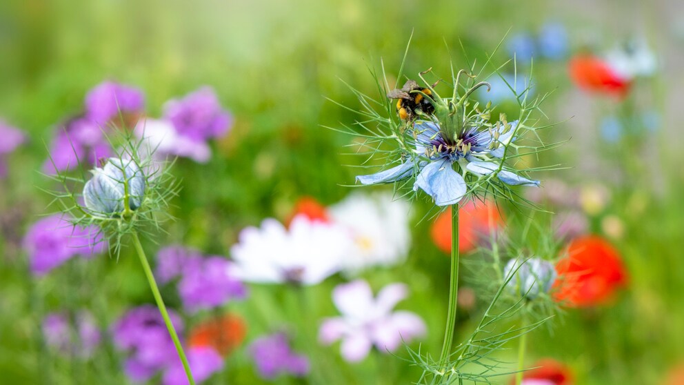 Eine Biene sitzt auf Wiesenblumen mit Blüten