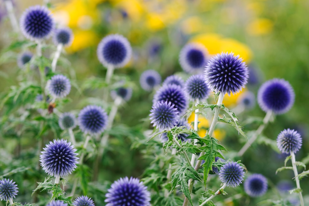 Kugeldisteln vertragen sonnige Standorte im Garten