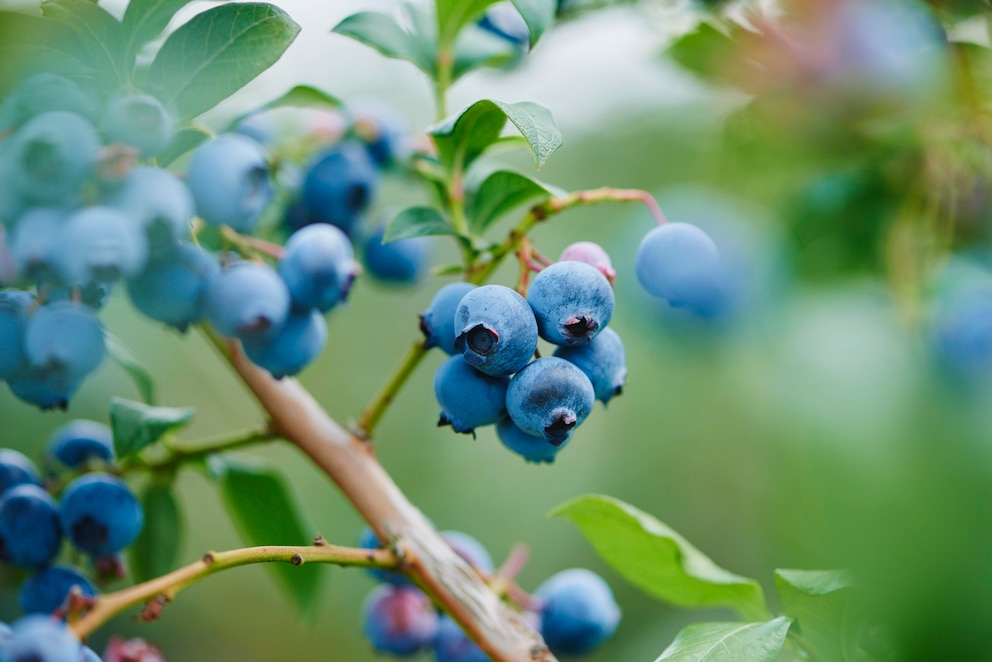 Heidelbeeren im Garten pflanzen