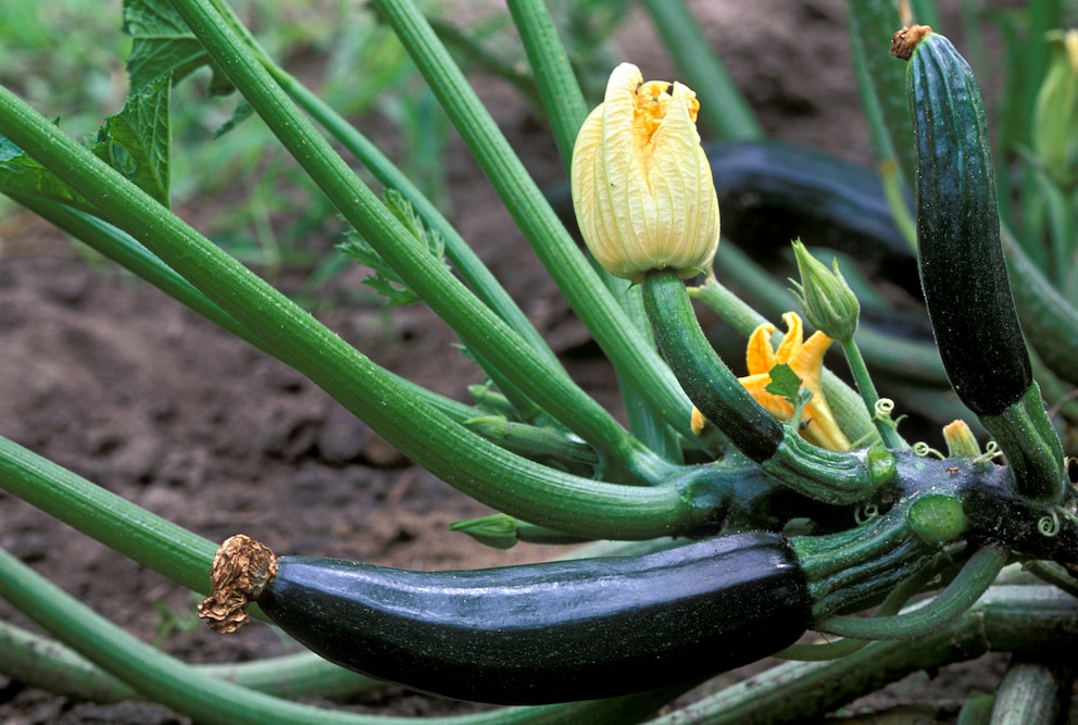 Zucchini ist eine ideale Gemüseart für Anfänger.