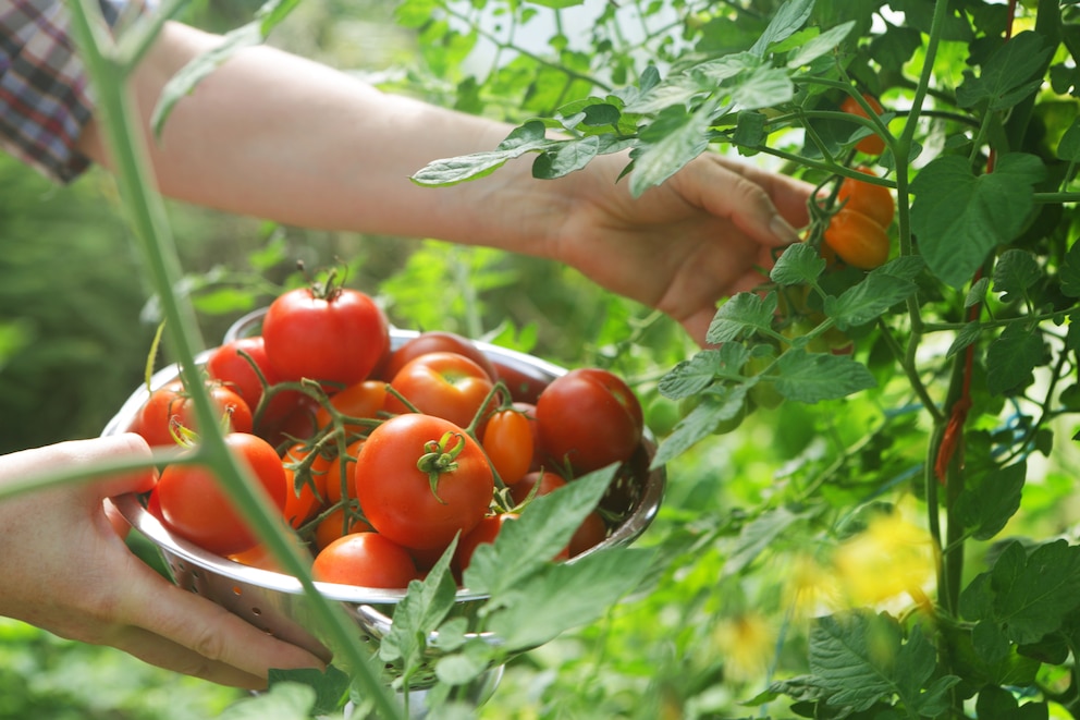 Tomaten sind eine ideale Gemüseart für Anfänger.