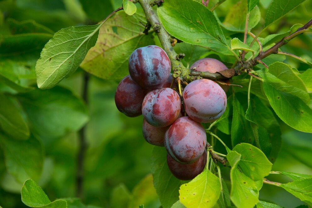 Woran man erntereife Pflaumen erkennt