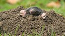 Ein Maulwurf gräbt sich aus der Erde