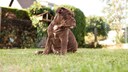 Gefahren für Tiere im Garten