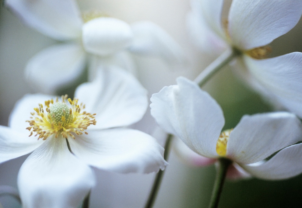 Herbst-Anemonen gehören zu den Pflanzen, die Halbschatten bevorzugen