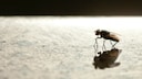 Hausmittel und Pflanzen, mit denen man Fliegen vertreiben kann