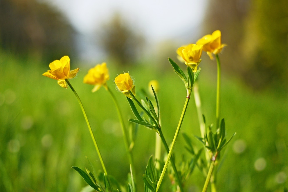 Auch die Butterblume ist eine Zeigerpflanze und weißt auf feuchten Boden hin