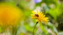 Fünf Pflanzen verraten, was der Rasen im Garten braucht