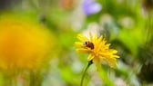 Fünf Pflanzen verraten, was der Rasen im Garten braucht