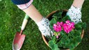 Wachstum und Blüte von Pflanzen kann durch Xylit-Erde gezielt gefördert werden