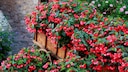 5 Pflanzen für den Halbschatten im Garten