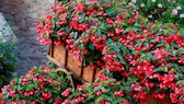 5 Pflanzen für den Halbschatten im Garten